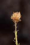 Coastal plain goldenaster